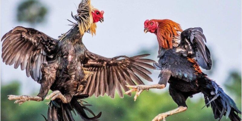 Hướng dẫn tham gia cá cược đá gà I9bet
